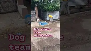 dog rescue team maharashtra #dog #animal #rescue #animalrescue #streetdog #viralshort #rescuedog