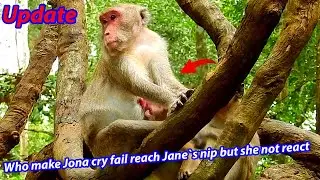 JANE MONKEY FAMILY UPDATE #DSCN0570