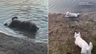 How to spot toxic algae killing dogs