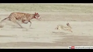 greyhound vs rabbit videos | galgos y liebres 2021 | dog race