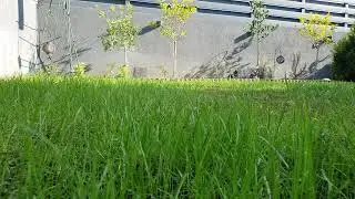Watching Grass Grow, Day 42, 20 Dec 2025