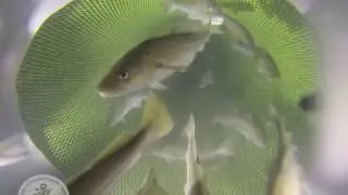 Cod clip from Gulf of Maine Video Survey Trawl