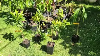 Unboxing New Sapodilla + Rollinia/Canistel Back Ups