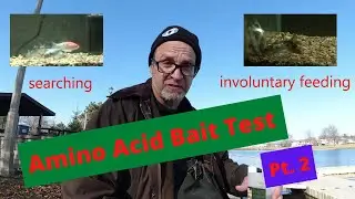 Impulse Feeding Stimulant Test - Carp fishing with amino acid dosed baits, Pt. 2