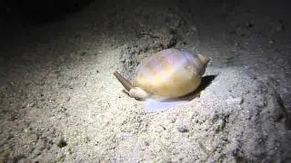 Phalium decussatum, Cassidae