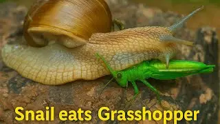 &ldquo;Snail Hunts Insect on Rock | Rare Nature Moment in Macro View&rdquo;