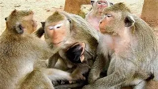 Bad monkey Dee Dee bite & mistreat Maria, Maddix, & steal Daniela out of Dana.