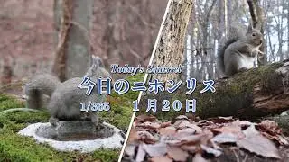 今日のニホンリス　１月２０日