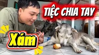 Tiệc Chia Tay Gia Đình Út Xù Nhưng Xám Lại Là Đứa Ăn Nhiều Nhất - Xám Vui Vẽ Sắp Được Về Rừng