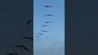 Pelicans at Mustang Island State Park, TX #shorts