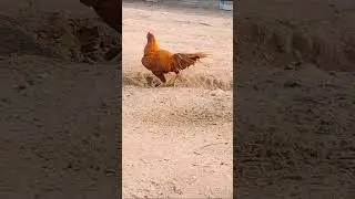 peela aseel rooster , champion bird