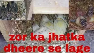 Successfull gouldian finch breeding 18/12/2021 Is my farm & cool weather care & treatment.