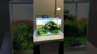 Nano Aquascape &ndash; kleines Aquarium, gro&szlig;e Wirkung