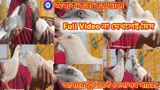 ১১ ঘন্টা ওরা পায়রা 🧿🕊️খুব কম দামে সেল আছে 📌
