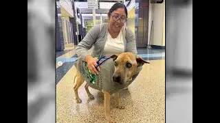 America Lost pet dog reunited with its owners after 10 years