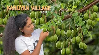 Making Curry, Drink & Sweet Candy with June Plum Ambarella | The Kandyan Village 🌿