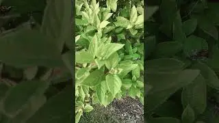 I don't what kind of plant is this? #unknownplants #herbs #plants spices #garden #gardening