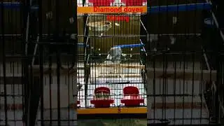 Diamond doves mating | china dove making love ❤️ #shorts #petsvlog #7birds #diamonddove #mating