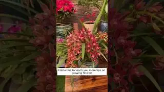 Organic fertilizer for flowering plants💐 #subscribemychannel #shorts #viral