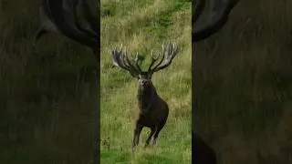 NEW ZEALAND MONSTERS #365PURSUIT #REDSTAG #WILDLIFE #REDDEER #VENATOR #NEWZEALAND #MONSTERS