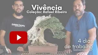 4 DIAS DE MUITO BONSAI!!