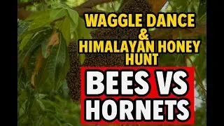 Waggle Dance & Himalayan Honey Hunt | Bees vs Hornets