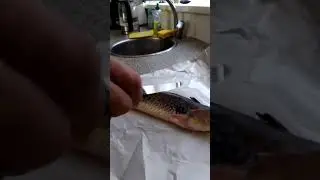 Cleaning the greater weever fish (Trachinus draco)
