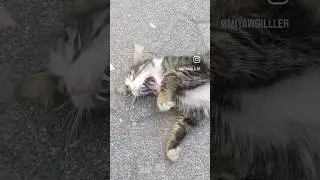 Anneeeee 😼 Neeeee #cat #turkishcat #keşfet #kitten #funny #cute #like #shorts #song #kitten