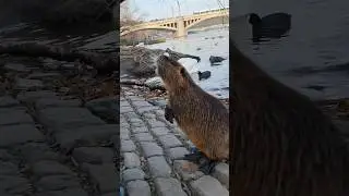 🦫 Begging for a Snack! Nutria Under Charles Bridge 🥕✨ #Prague #CharlesBridge #Nutria
