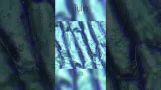 TULIP flower under microscope. #nature #beauty #amazing #shorts