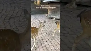 ✨🦌✨#животные #зоопарк #мем #zoo #animals #travel #memes
