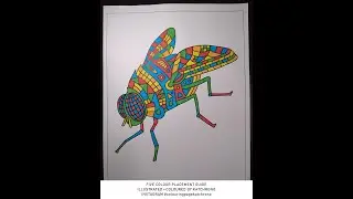 0008 &bull; SHORT VIDEO COLOURING PAGE KATCHRONO ROBOT FLY DRAWING 5 COLOUR PLACEMENT GUIDE