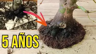 BONSAI CON MATERIAL DE VIVERO - EVOLUCIÓN DE NEBARI EN CINCO AÑOS.