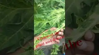 #agriclasses#Identification of crop pest and diseases# agricet#agri