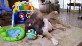 AMERICAN IRON KENNELS - 'BABY ATTACKS PIT BULL'
