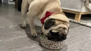 This Is Why Pugs Are Always Hungry  | 🧡 Walnut Eating