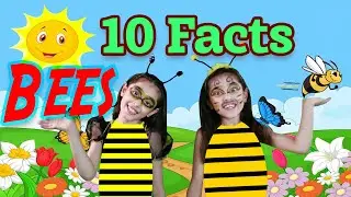 Top Bee Facts for Kids | Facts about Honey Bees | Bee Facts for Kids