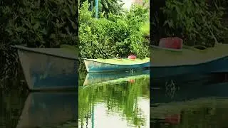 ব তে বোট  #fishbox #food #fishspecies #monirhridoy #boxfish #funny #freshwaterfish #blackbox
