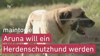 Prüfung zum Herdenschutzhund | maintower