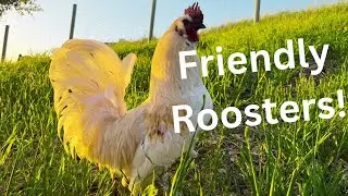 How to Raise FRIENDLY Roosters! - The Ultimate &ldquo;Guide&rdquo;