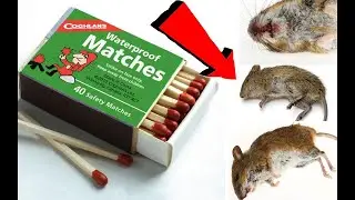 Как избавиться от мышей и крыс навсегда За 1 минутку!!!
