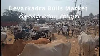 చాలా ఎక్కువ ఒంగోలు ఎద్దులు Devarkadra Bulls Market | దేవరకద్ర ఎద్దుల మార్కెట్ 24/12/2025