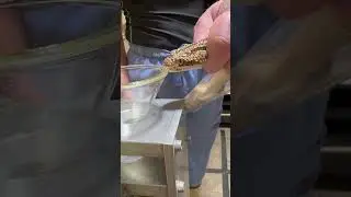 Paraguayan rattlesnake venom extraction. #venomous #rattlesnake #crotalus