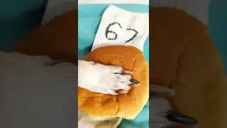 My Dog Made Me a Sock Sandwich 😂🥪 #FunnyDog #DogShorts #Shorts