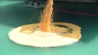 60,000 ducks dumped into the Chicago River