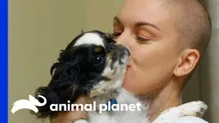 English Toy Spaniel With A Severe Heart Murmur Gets Medical Help | Amanda To The Rescue
