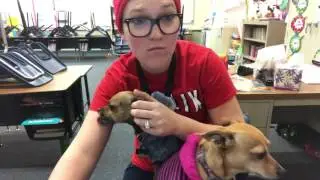 Dogs at School