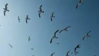 Petrel flying over the sea
