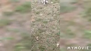 Chien minuscule