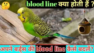 WHAT IS A BIRDS BLOODLINE || apne birds ki bloodline kaise change Karen || budgies bloodline.